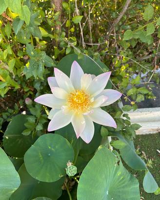 Rizoma rinvasato di Fiore di loto Green Maiden