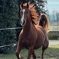 Cavallo