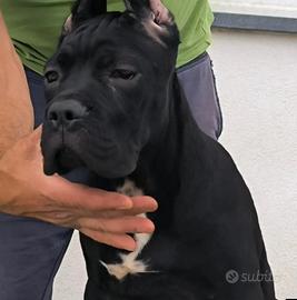 cuccioli cane corso