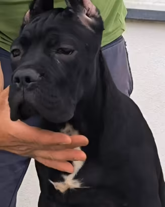 cuccioli cane corso