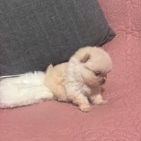 Spitz di Pomerania