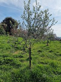 26 piante di olivo (3 anni) con espianto incluso