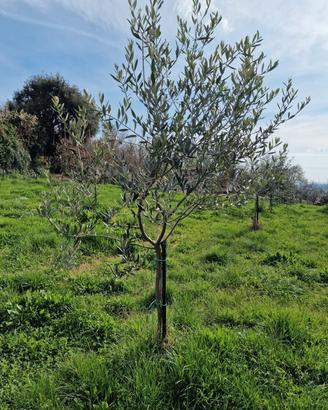26 piante di olivo (3 anni) con espianto incluso
