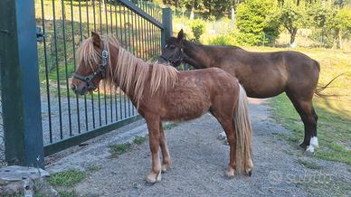 Pony Shetland