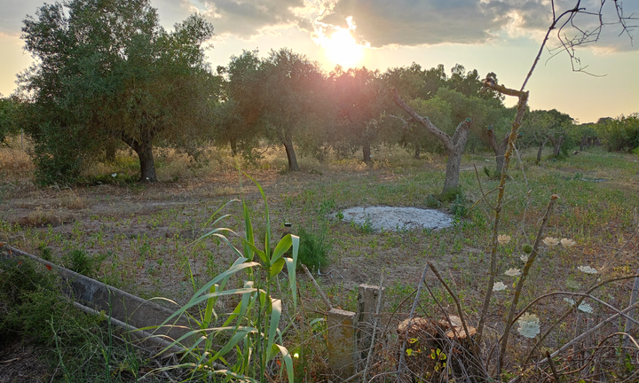 Oliveto a Solanas OR 3k mq