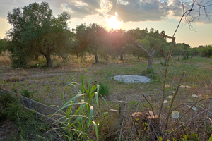 Oliveto a Solanas OR 3k mq