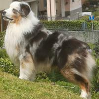 PASTORE AUSTRALIANO BLUE MERLE per MONTE