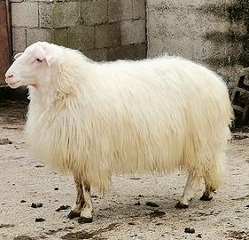 Arieti selezionati razza sarda