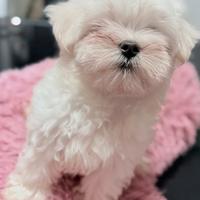 Maltese taglia piccolissima con pedigree