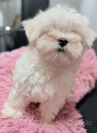 Maltese taglia piccolissima con pedigree