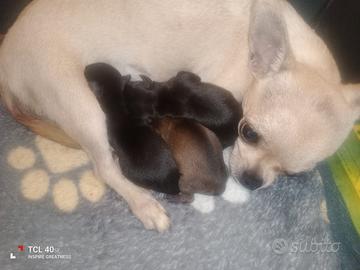 Chihuahua mini toy