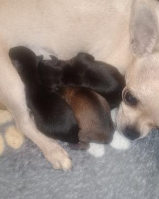 Chihuahua mini toy