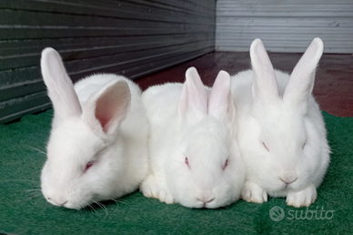 Conigli Nuova Zelanda