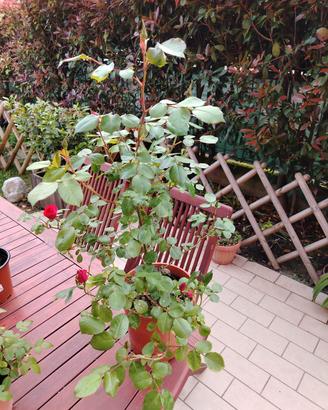 rosa rampicante rossa 