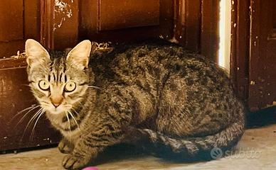 Anita gattina 10 mesi