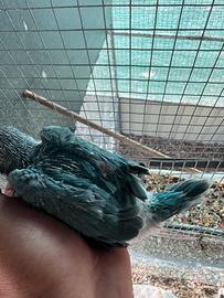 Parrocchetto dal collare pullo blu