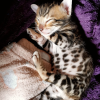 Cucciolo di GATTO BENGALA