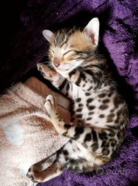 Cucciolo di GATTO BENGALA