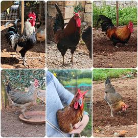 Gallina Coronata , valplatani, cornuta
