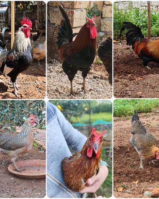 Gallina Coronata , valplatani, cornuta