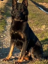 Pastore tedesco nero