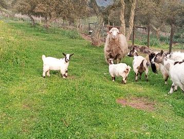 Coppia di caprette tibetane