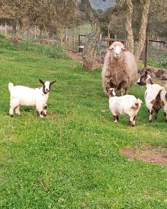 Coppia di caprette tibetane
