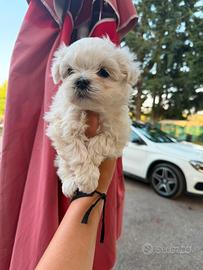 Cucciolo maltese