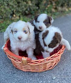 Cuccioli di pastore australiano