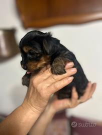 Cuccioli Yorkshire terrier