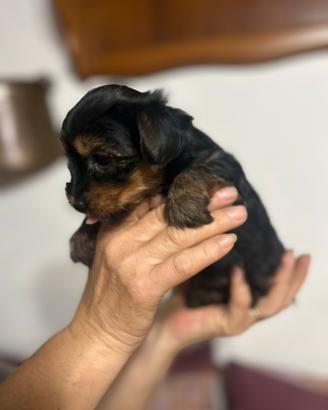 Cuccioli Yorkshire terrier