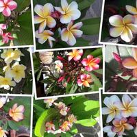 Talee di Plumeria