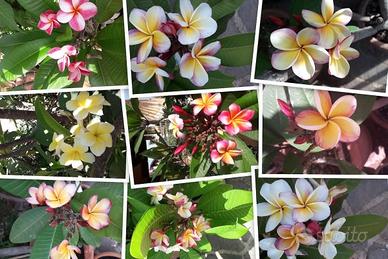 Talee di Plumeria