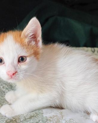 gattina mix siamese 