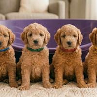 Cuccioli maschi barboncino TOY