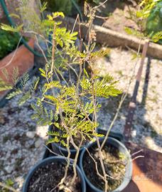 erythrostemon gilliesii