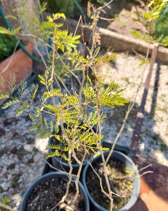 erythrostemon gilliesii