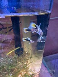 Guppy maschi