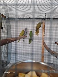 Parrocchetti dal collare