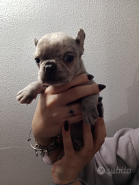 Cucciola di Bulldog francese merle