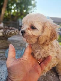 Ultimo cucciolo maltipoo