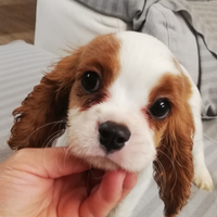 Cavalier king