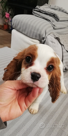 Cavalier king