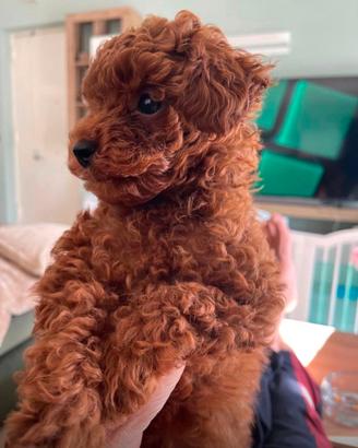 Cucciolo Barboncino Toy