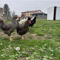 Galline e pulcinotti