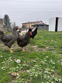 Galline e pulcinotti