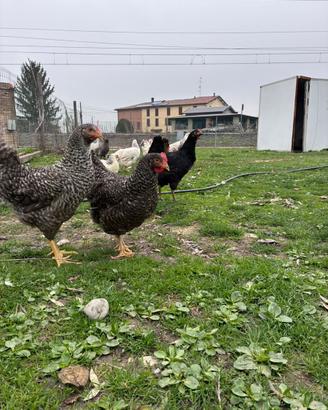 Galline e pulcinotti