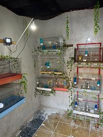 blocco gabbie piu canarini