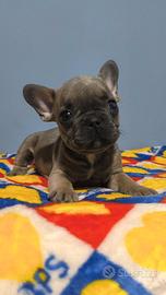 Bulldog francese cucciolo maschio
