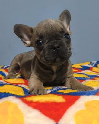 Bulldog francese cucciolo maschio